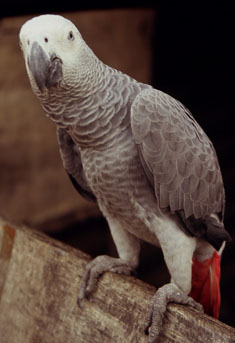 African grey parot found in abundance in Gabon