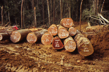 IFL cut timber from Waka
